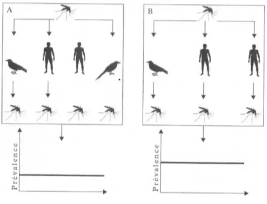 Figure 2. Le mécanisme de l’effet de dilution (9) 