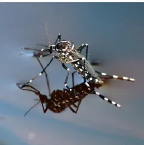 Figure 13. Photographie d'Aedes albopictus (58) 