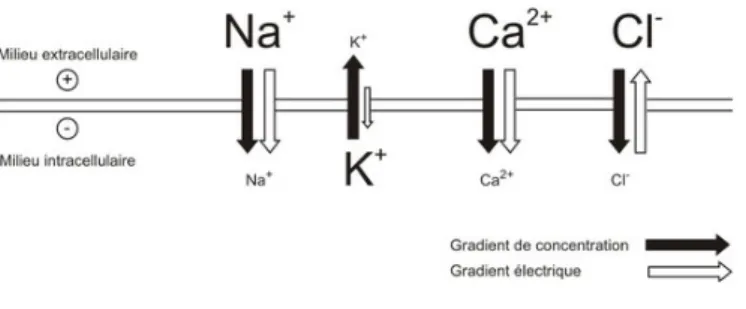 Figure 1 : Répartition des ions de part et d’autre de la membrane neuronale avec la  représentation de leur gradient de concentration et gradient chimique (8) 