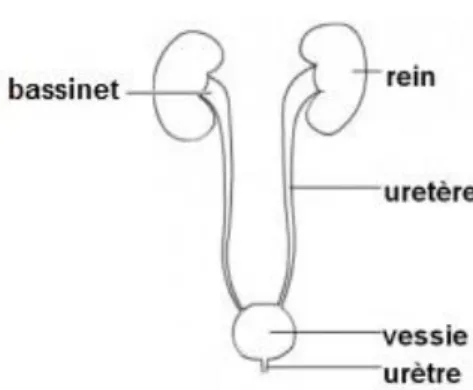 Figure 1 - Schéma simplifié de l'appareil urinaire (Hôpital Paris Saint Joseph, 2016) 