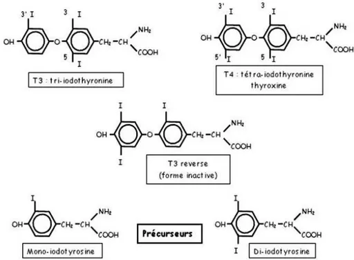 Figure n°1 :  Structure des hormones thyroïdiennes et leurs précurseurs 