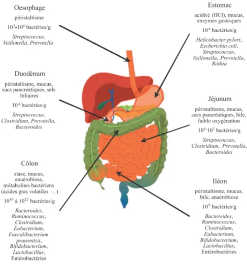 Figure 2 : Schéma du tractus gastro-intestinal et répartition de son microbiote                   d'après Coudeyras et al., (15)           