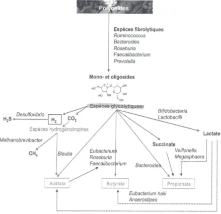 Figure 8 : Schéma de dégradation des polyosides (5) 