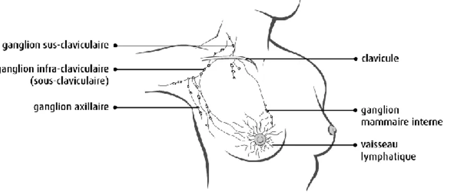Figure 2 - Positions anatomiques des ganglions lymphatiques du sein  8