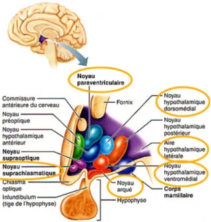 Fig. 1. Coupe sagittale de l’encéphale montrant les noyaux  hypothalamiques impliqués dans la régulation du  comportement alimentaire