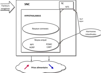 Fig. 2. Schéma simplifié illustrant la régulation  homéostasique de la prise alimentaire