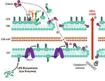 Figure 1. Mécanisme d’action de la colistine 17   