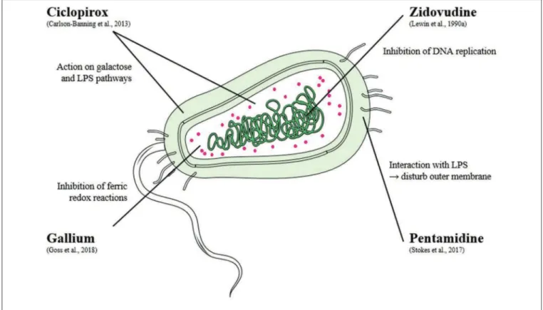 FIGURE 2 | Mechanisms of action of compounds tested alone on colistin or carbapenem resistant bacteria.