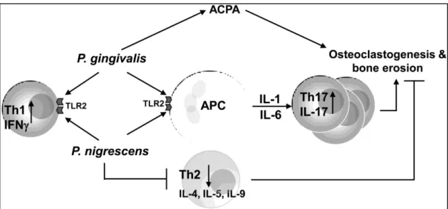 Figure 2 : Augmentation des réponses Th-1 et Th-17 et de l'érosion osseuse par les bactéries  P