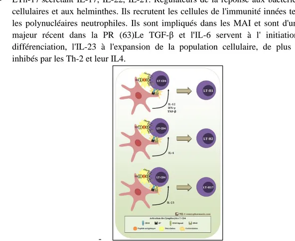 Figure 6 : Création du répertoire des lymphocytes: acteurs impliqués et environnement cytokinique  (64) 
