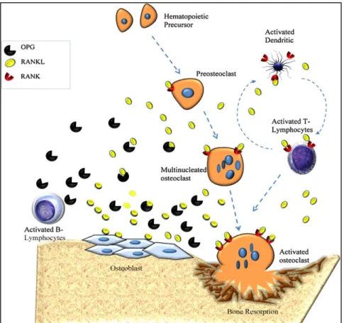 Figure 9 : L'ostéoclastogenèse se fait à partir de précurseur sous contrôle de la  balance RANK-RANKL-OPG (92) 