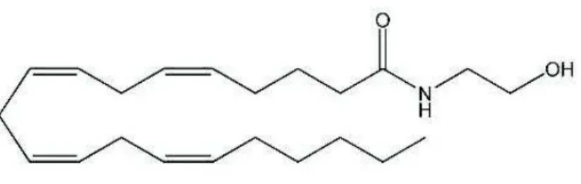Figure 9 : 2-arachidonoyl-glycérol (2-AG) 