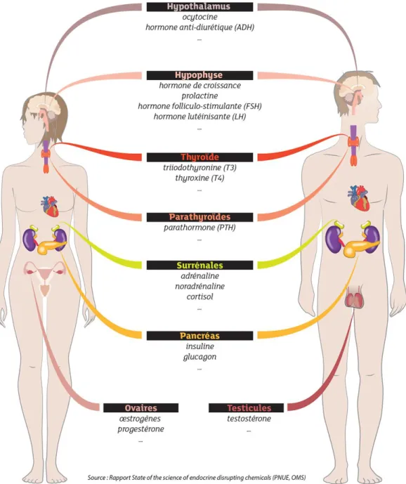 Figure 1 - Composition du système endocrinien humain (source INRS) 
