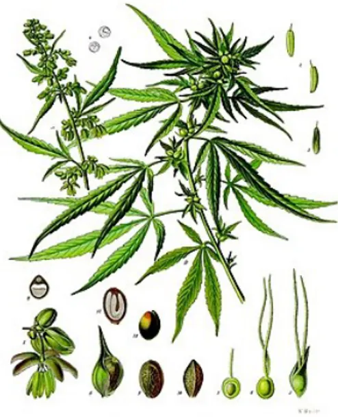 Figure 2 : Cannabis sativa L.