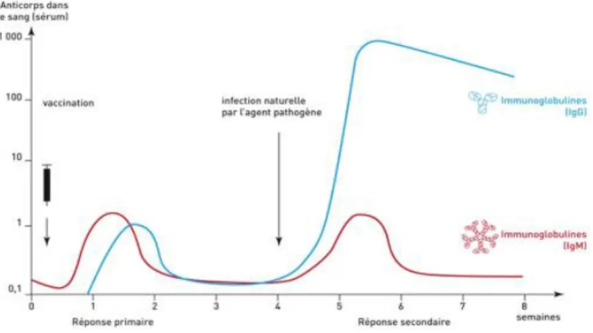 Figure 5 : Vaccination et réponse mémoire (Source : Banque de Schémas-ENS Lyon) 