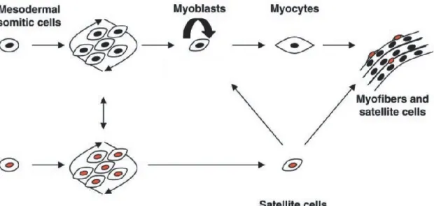 Figure  2.  Formation  de  fibres  musculaires.  Les  cellules  du  mésoderme  se  différencient  en  myoblastes ou en cellule satellites