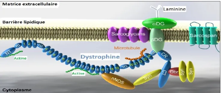 Figure 5. Le complexe de la dystrophine. La dystrophine est localisée au niveau du sarcolemme  et  est  associée  à  un  complexe  transmembranaire  qui,  ensemble,  est  relié  au  cytosquelette  au  niveau de la lame basale