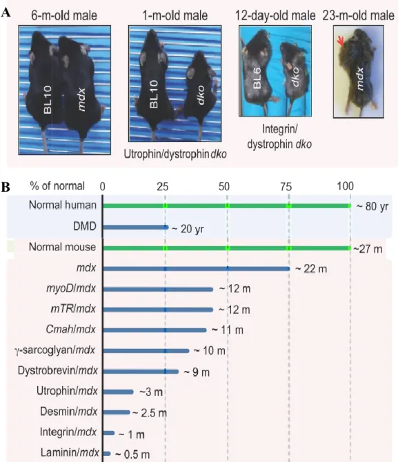 Figure 6. Modèles murins expérimentaux pour la DMD. A) Comparaison phénotypique entre  une souris sauvage (BL10), le modèle mdx et certains dérivés
