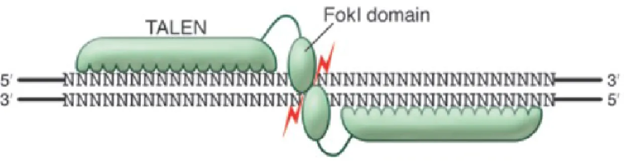 Figure 7. Génération d’une coupure dans l’ADN par une paire de TALENs. Les TALENs se  lient  spécifiquement à une séquence de nucléotides et  l’endonucléase  FokI  génère une coupure  double brin dans l’ADN