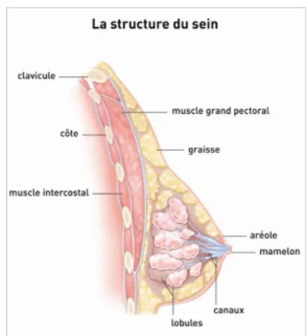 Figure 1 : Anatomie du sein (5)