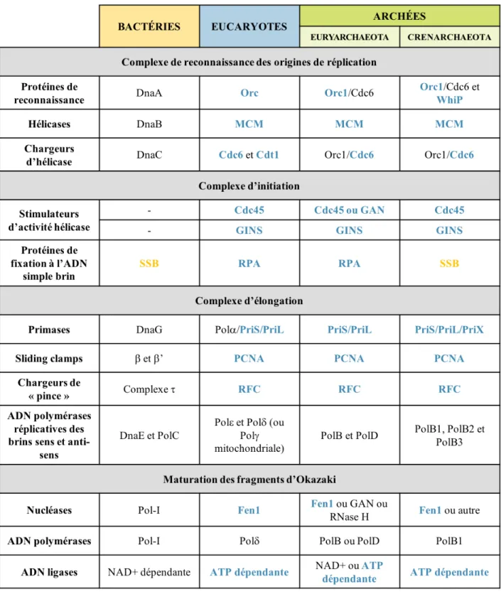 Tableau 2. Comparaison des réplisomes dans les trois domaines du vivant (adapté de Kelman and  Kelman, 2014) (34)