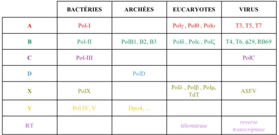 Tableau 3. Classification des ADN polymérases en sept familles distinctes. La TdT est une terminal  deoxynucleotidyl  transferase