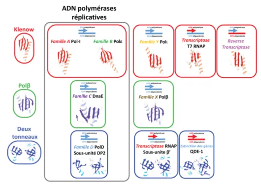 Figure  6.  Classification  structurale  mise  à  jour  des  cœurs  catalytiques  des  ADN  polymérases  (extraite de Raia et al, 2019b) (15)