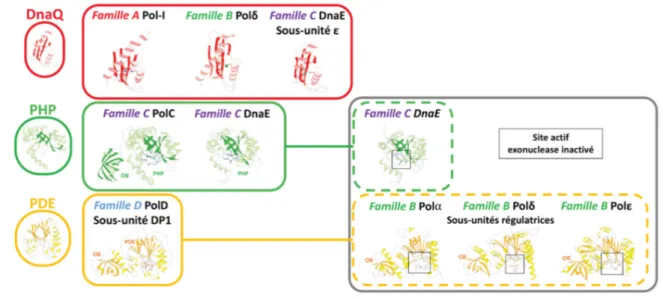 Figure  7.  Classification  structurale  mise  à  jour  des  sites  exonucléases  associés  aux  ADN  polymérases réplicatives (extraite de Raia et al, 2019b) (15)