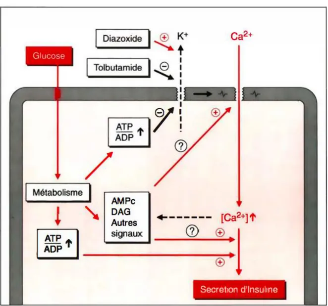 Figure 9: Représentation des mécanismes de stimulation de la sécrétion d'insuline par le glucose [19] 