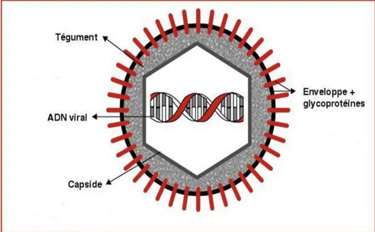 Figure 3 : Représentation schématique du virus de la varicelle et du zona (22) 