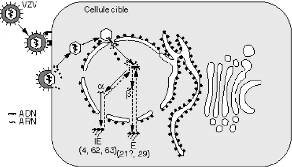 Figure 7 : Schéma de l’infection latente par le VZV (8) 