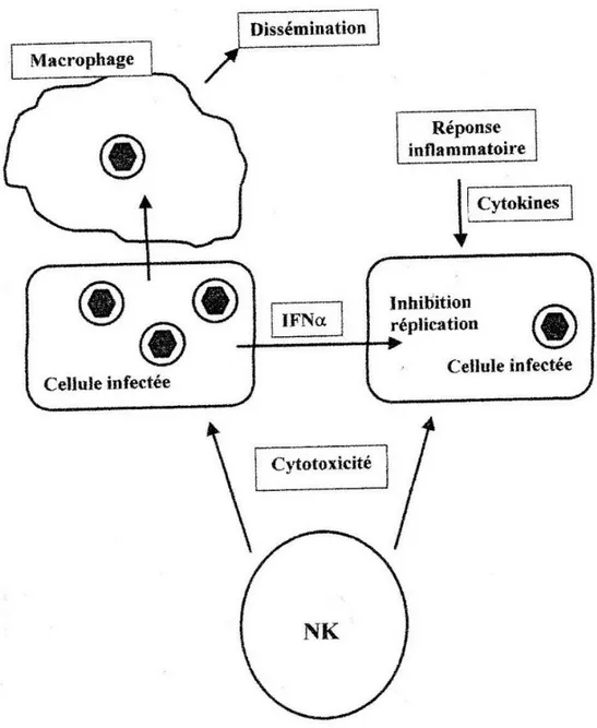 Figure 9 : Réponse immune : mécanisme de défense naturelle (13) 