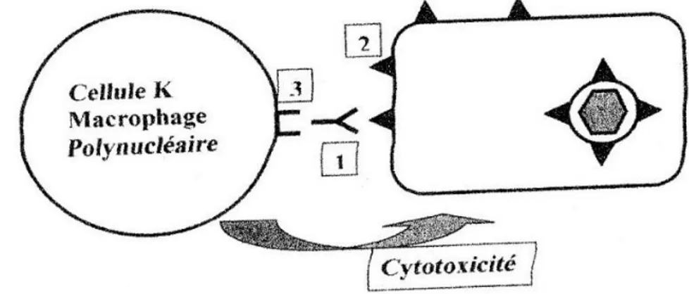 Figure 11 : Mécanisme d’action des anticorps (13) 