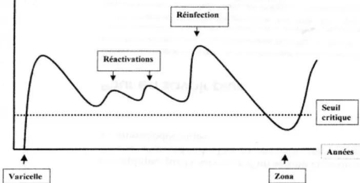 Figure 12 : Evolutivité de l’immunité vis-à-vis du VZV au cours du temps (13) 