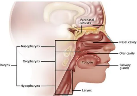 Figure 2: Le pharynx. 