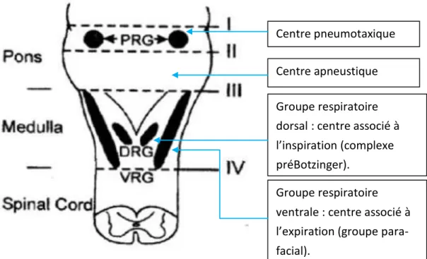Figure 8: centre nerveux de la respiration. 