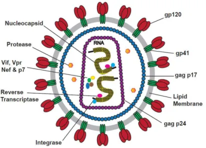 Figure 1: La structure du VIH (10) 