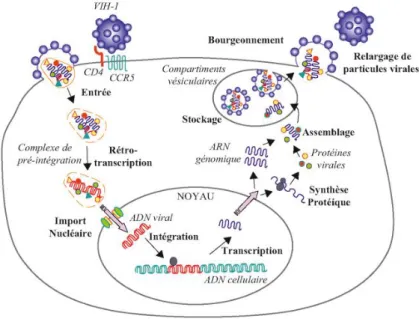 Figure 3 : Le cycle de réplication du VIH (15) 