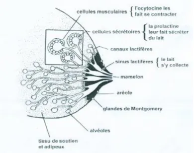Figure 2 : coupe d’un acinus. 