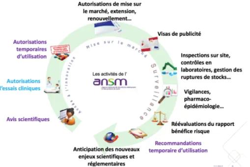 Figure 1 : L’ANSM intervient à toutes les étapes du cycle de vie du médicament 