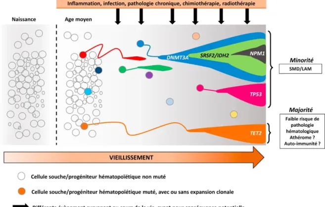 Figure 6 : facteurs favorisants le développement d’une hématopoïèse clonale (4) 