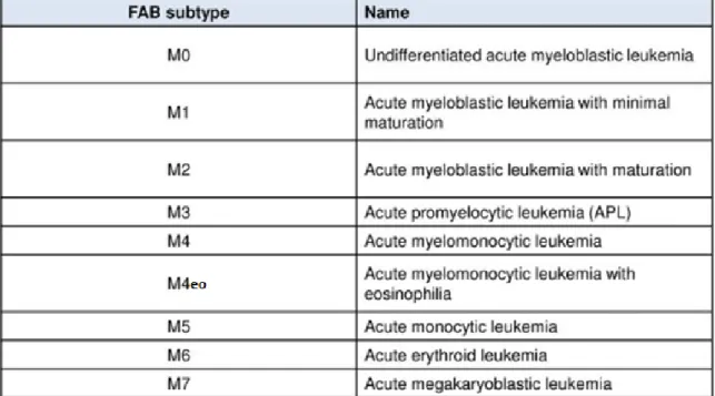 Figure 7 : Classification cytologique FAB des LAM (10) 