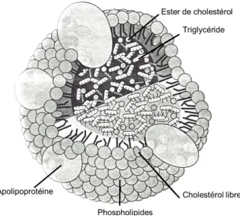 Figure adaptée de Lipoproteins and Cardiovascular Diseases (48) 