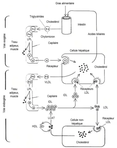Figure 3 Diagramme des voies métaboliques des lipoprotéines d'origine endogène et exogène