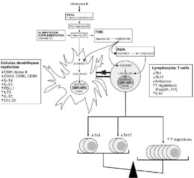 Figure 7 : Cibles de la Vitamine D dans le système immunitaire (37) 