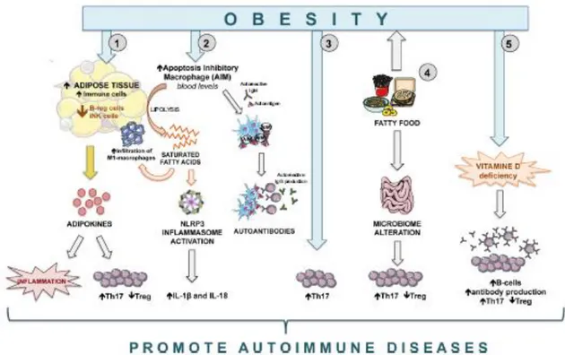 Figure 8 : Obésité : principaux mécanismes pouvant engendrer un dysfonctionnement immunitaire  (43)  