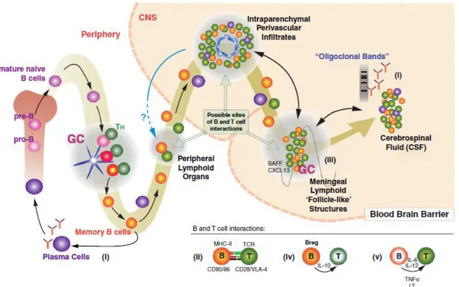 Figure 15 : Développement et migration des lymphocytes B : représentation de leur implication  dans la sclérose en plaques (70) 
