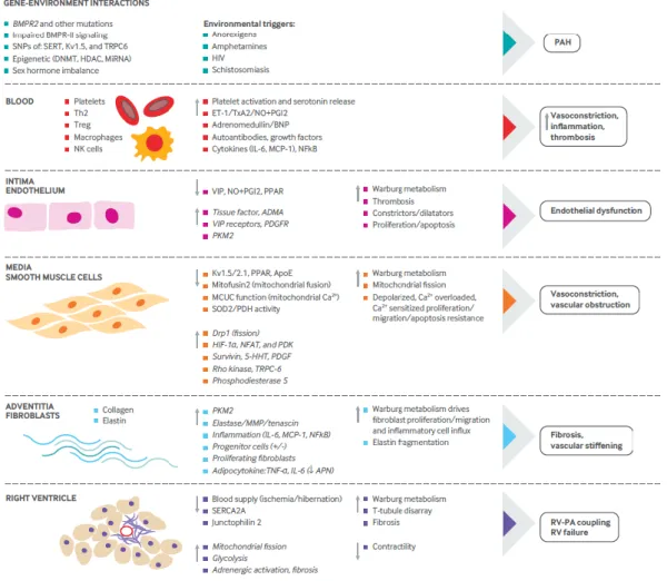 Figure b. Physiopathologie de l'HTAP. Extrait de Thenappan et al., 2018 