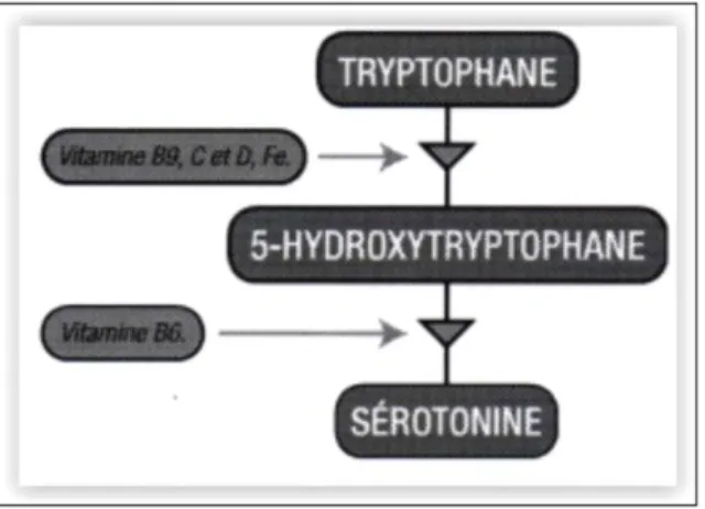 Figure 1: Rôle des cofacteurs dans la synthèse de sérotonine 