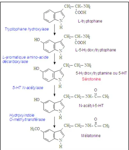 Figure 2: Synthèse de la sérotonine et de la mélatonine. 